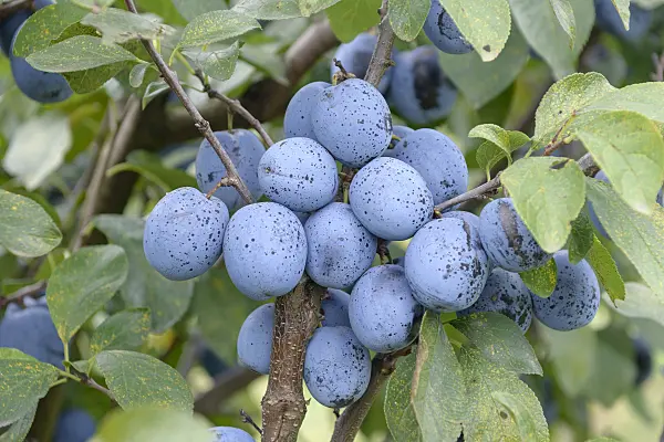 535367 - Plum (Prunus domestica 'Top Five') and plum rust (Tranzschelia pruni-spinosae)