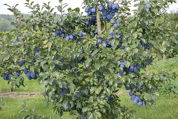547235 - Plum (Prunus domestica 'Topend Plus')