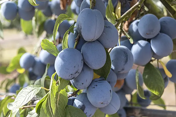 635142 - Plum (Prunus domestica 'Topfive')
