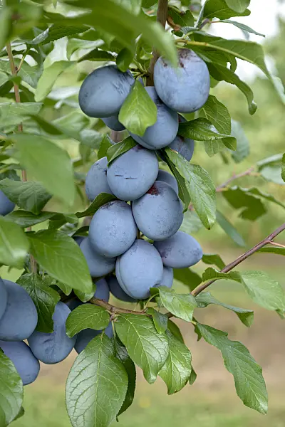 558188 - Plum (Prunus domestica 'Tophit')