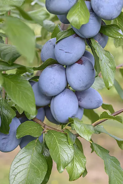 575240 - Plum (Prunus domestica 'Tophit')
