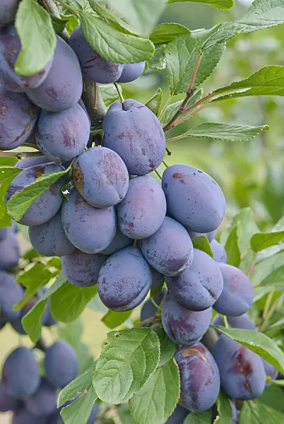 502380 - Plum (Prunus domestica 'Topper')
