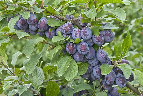 502381 - Plum (Prunus domestica 'Topper')