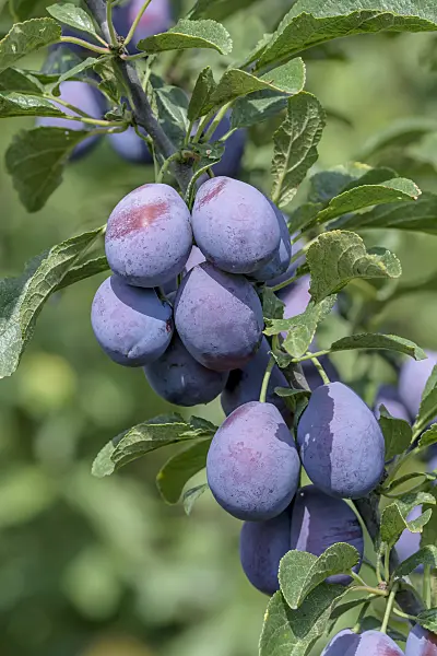 575241 - Plum (Prunus domestica 'Topper')