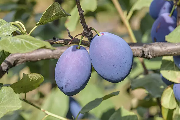 575242 - Plum (Prunus domestica 'Topstar Plus')