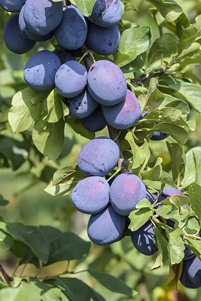 575243 - Plum (Prunus domestica 'Toptaste')