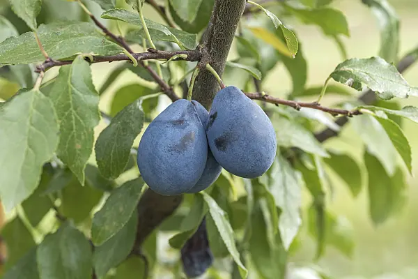 616088 - Plum (Prunus domestica 'Valjevka')