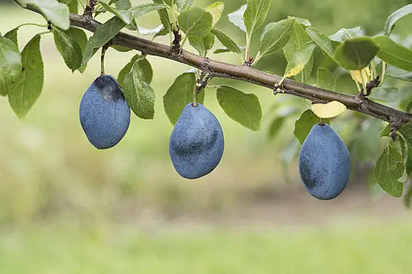 616089 - Plum (Prunus domestica 'Valjevka')