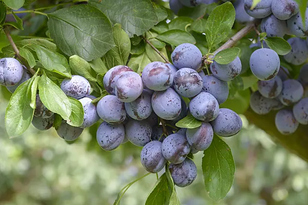 535369 - Plum (Prunus domestica 'Wangenheimer Frühzwetsche')