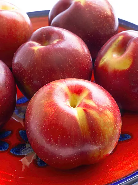 433189 - Plum (Prunus domestica 'Zafira')