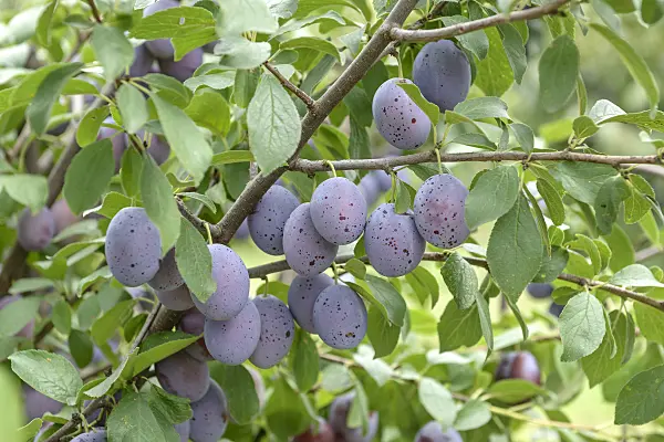 535370 - Plum (Prunus domestica 'Zum Felde')