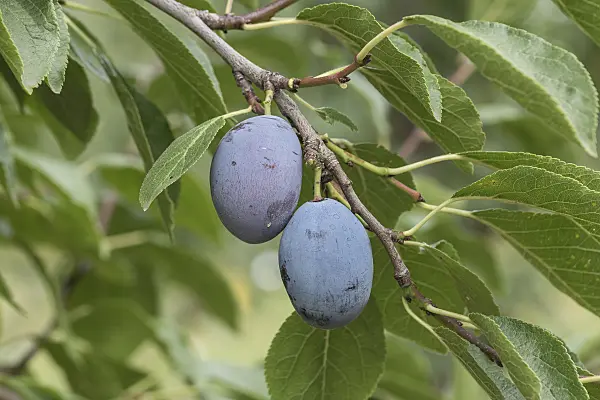 616090 - Plum (Prunus domestica 'Zum Felde')