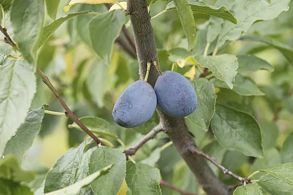 616091 - Plum (Prunus domestica 'Zum Felde')