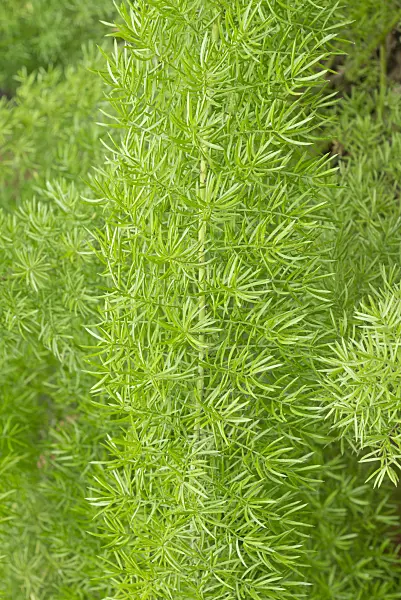 566081 - Plume asparagus (Asparagus densiflorus 'Meyeri')