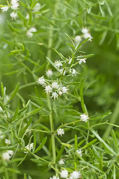 512043 - Plume asparagus (Asparagus densiflorus 'Sprengeri')