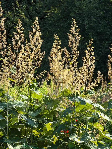 439291 - Plume poppy (Macleaya cordata 'Flamingo')