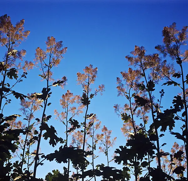 254004 - Plume poppy (Macleaya microcarpa)