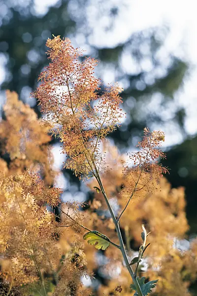 368017 - Plume poppy (Macleaya microcarpa)