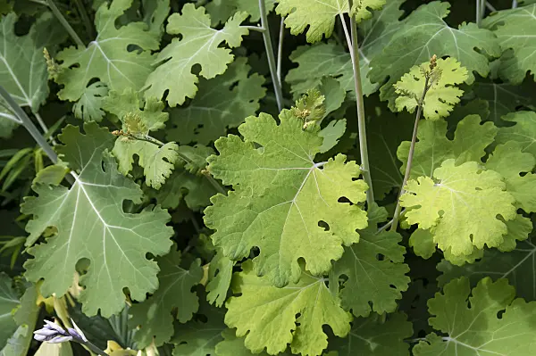 593127 - Plume poppy (Macleaya microcarpa 'Kelway's Coral Plume')