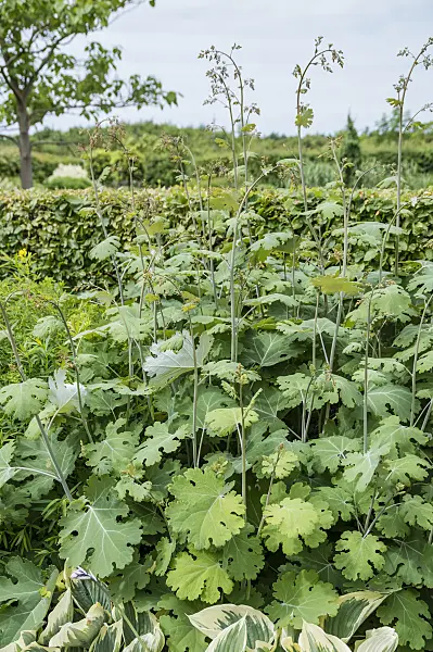 593128 - Plume poppy (Macleaya microcarpa 'Kelway's Coral Plume')