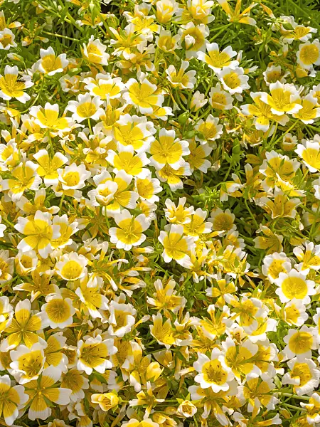 414058 - Poached egg flower (Limnanthes douglasii)