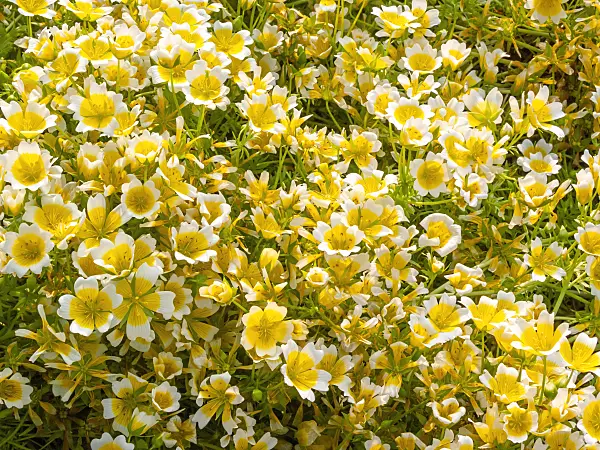 414060 - Poached egg flower (Limnanthes douglasii)