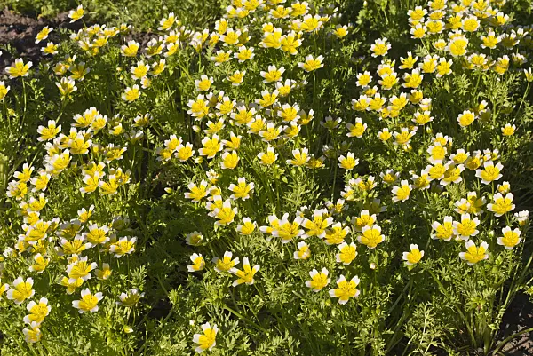 608129 - Poached egg flower (Limnanthes douglasii)