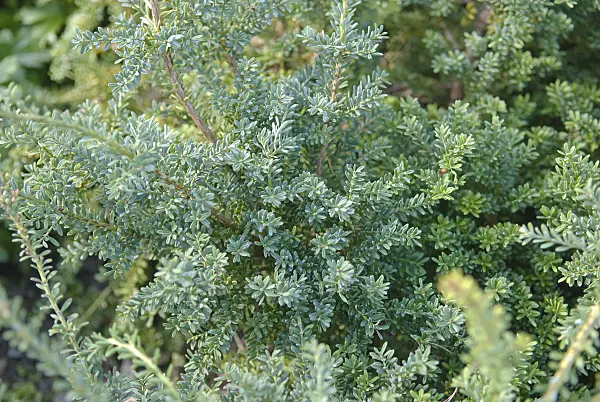 502316 - Podocarpus alpinus 'Blue Gem'