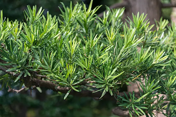 675279 - Podocarpus macrophyllus