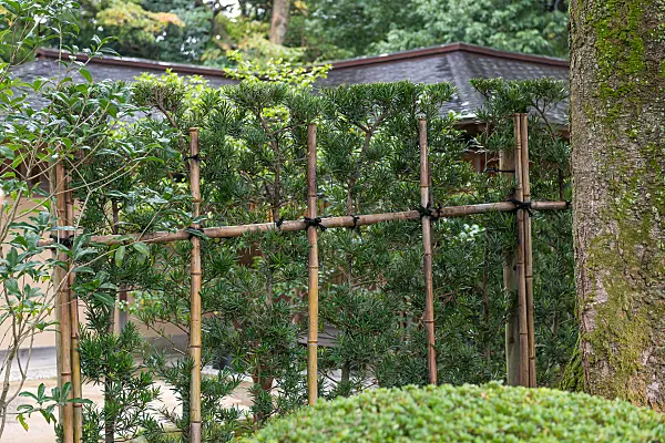 675282 - Podocarpus macrophyllus