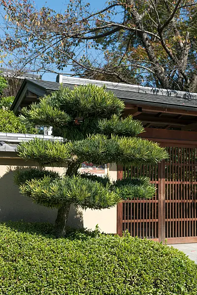 675283 - Podocarpus macrophyllus