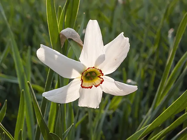 413003 - Poet's daffodil (Narcissus poeticus)