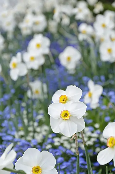 471195 - Poet's daffodil (Narcissus poeticus)