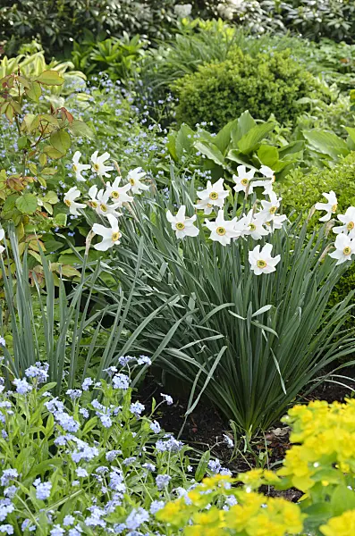 520172 - Poet's daffodil (Narcissus poeticus)