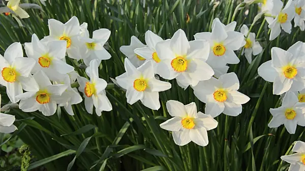 495336 - Poet's daffodil (Narcissus poeticus 'Actaea')