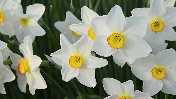 495337 - Poet's daffodil (Narcissus poeticus 'Actaea')