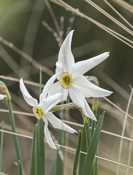 651405 - Poet's daffodil (Narcissus poeticus var. recurvus)