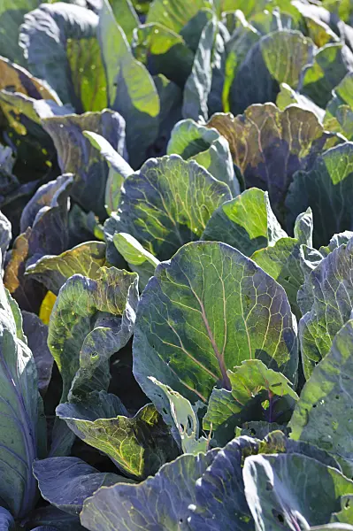 475076 - Pointed cabbage (Brassica oleracea var. capitata f. acuta 'Red Flame')