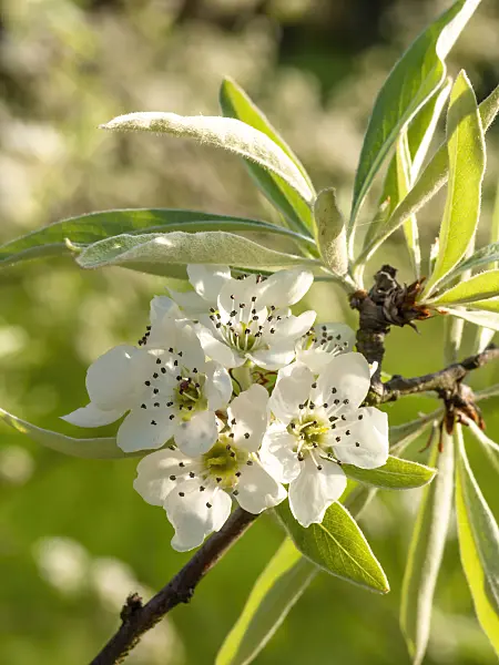 448020 - Poirier à feuilles de saule (Pyrus salicifolia 'Pendula')