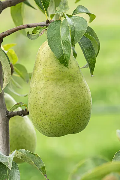 675308 - Poirier commun (Pyrus communis 'Amfora')