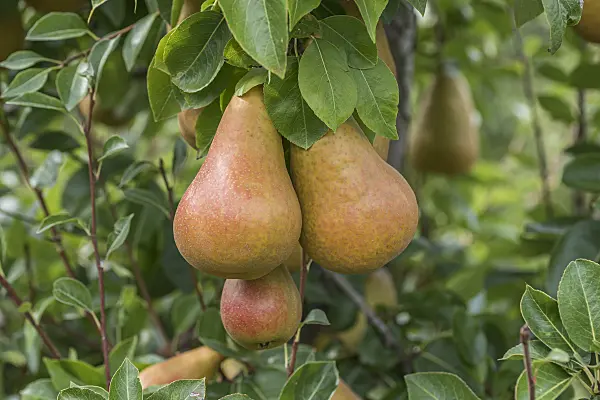 616104 - Poirier commun (Pyrus communis 'Durondeau de Tongre')