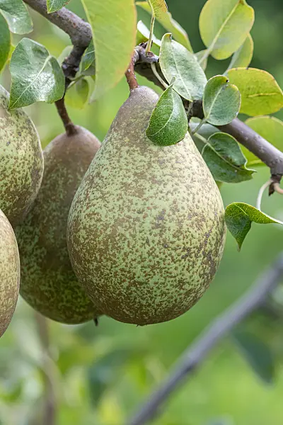 675335 - Poirier commun (Pyrus communis 'Gräfin von Paris')