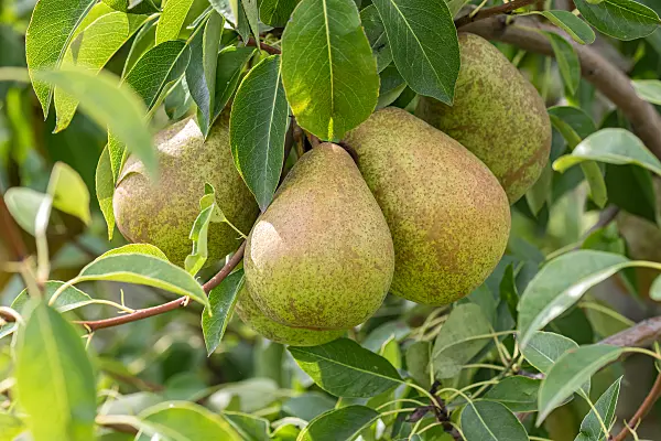 675318 - Poirier commun (Pyrus communis 'Herzogin Elsa')