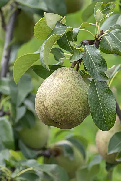675320 - Poirier commun (Pyrus communis 'Jeanne d'Arc')