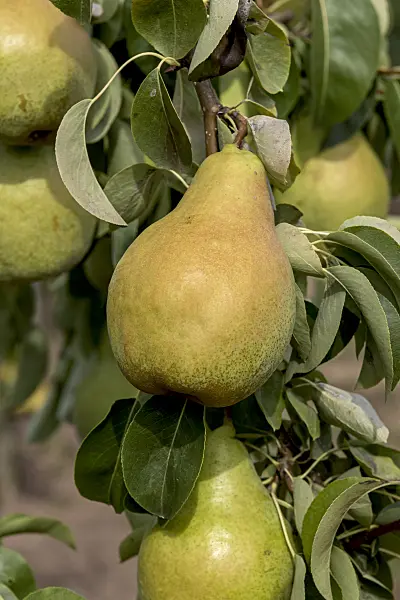 635149 - Poirier commun (Pyrus communis 'Nojabrskaja')