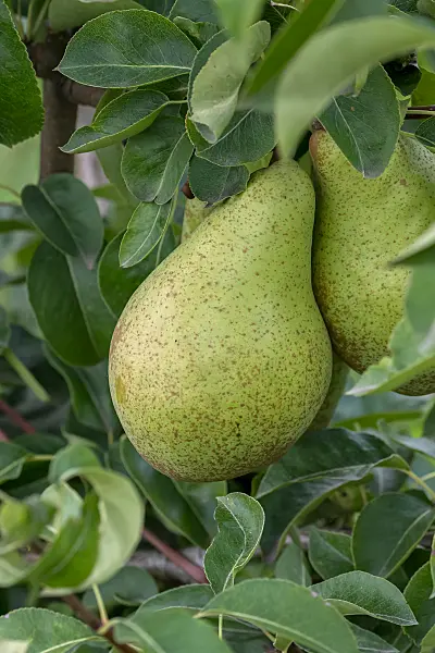 675324 - Poirier commun (Pyrus communis 'Nojabrskaja')