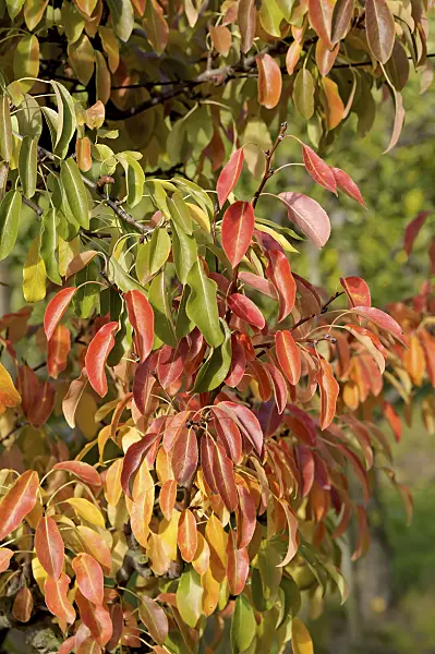 547256 - Poirier commun (Pyrus communis 'Olivier de Serres')