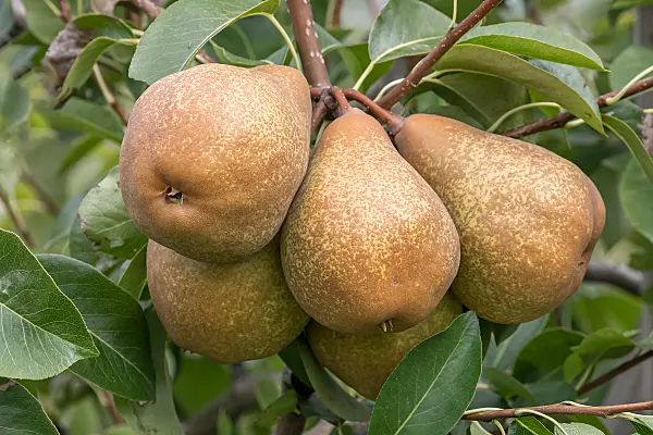 675326 - Poirier commun (Pyrus communis 'Prinzessin Marianne')