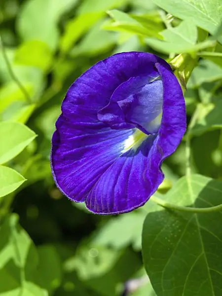 434233 - Pois bleu (Clitoria ternatea)
