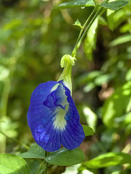 434292 - Pois bleu (Clitoria ternatea)